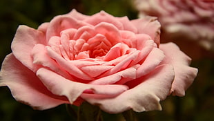 pink rose, flowers, plants