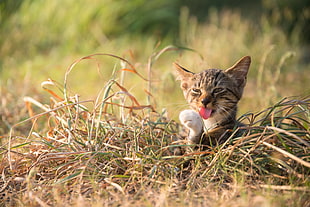 brown cat on green grass licking its foot during daytime, ant