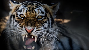 brown and black tabby cat, tiger, animals, teeth, yellow eyes HD wallpaper