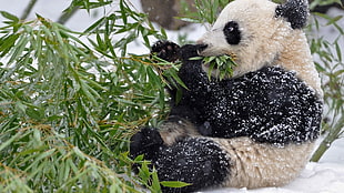 panda eating grass HD wallpaper