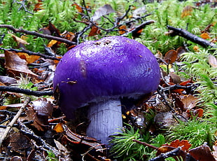 purple mushroom surrounded by brown and green grass