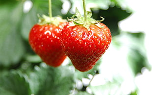 tilt lens photography of two red strawberries