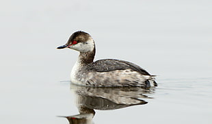 shallow focus photography of gray and white duckling, horned grebe