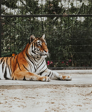 orange tiger, Tiger, Predator, Muzzle