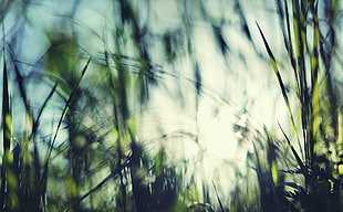 green grass field photo