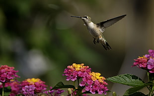 selective focus photo of humming bird