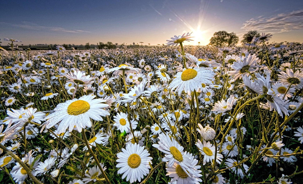 white flower photo during sunset HD wallpaper