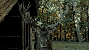 brown buck, deer HD wallpaper