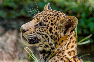 closeup photo Cheetah