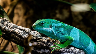 green Chameleon on tree branch, neunkirchen
