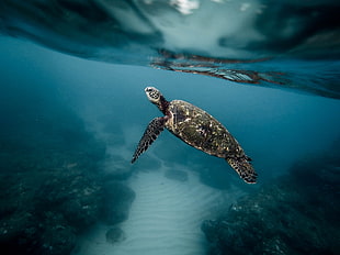 black and brown sea turtle in body of water