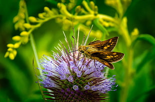 shallow focus photography of brown moth on purple flowers