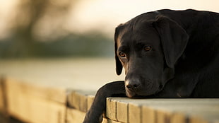 black Labrador Retriever lying on brown deck