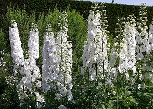 white petaled flower field HD wallpaper
