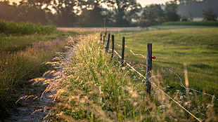 green grass and barb wire, nature, filter, photography, field HD wallpaper