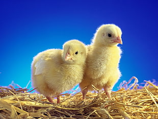 two yellow chicks under blue sky