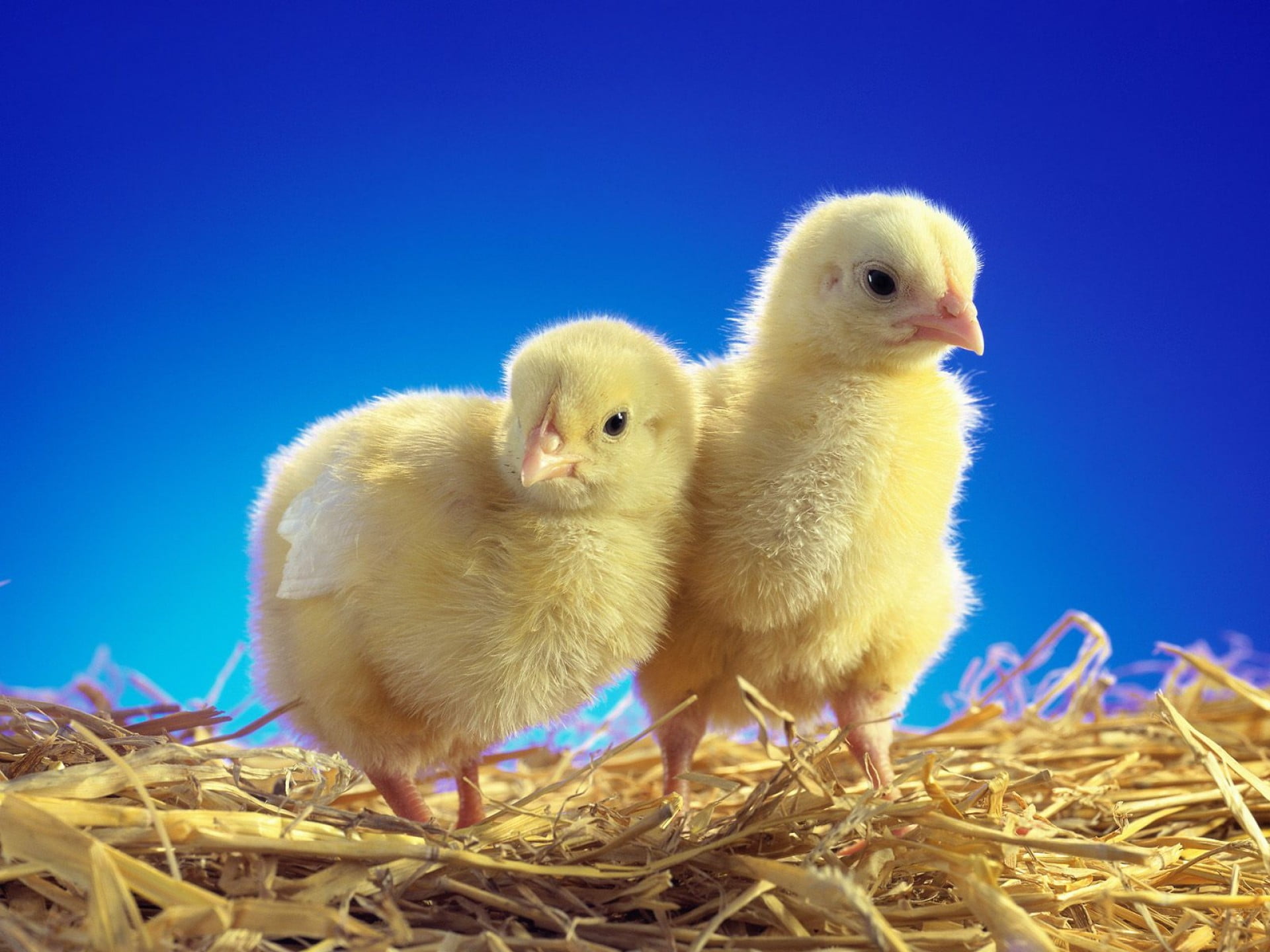 two yellow chicks under blue sky