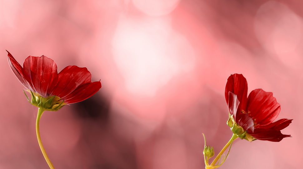 selective focus photography of red petaled flowers HD wallpaper