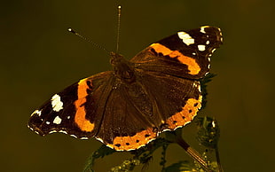 Admiral butterfly closeup photography HD wallpaper