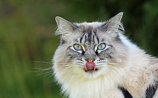 gray Norwegian Forest cat HD wallpaper