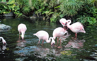 flock of flamingoes HD wallpaper