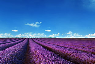 purple farm wallpaper