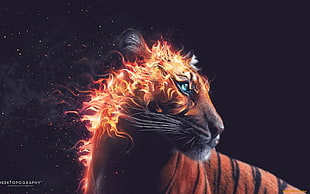 firing tiger photography, tiger, animals, digital art, fire HD wallpaper