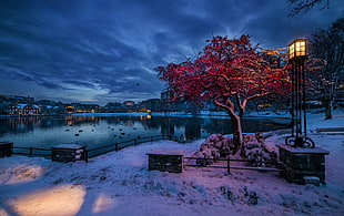 maple tree, urban, trees, snow, lake HD wallpaper