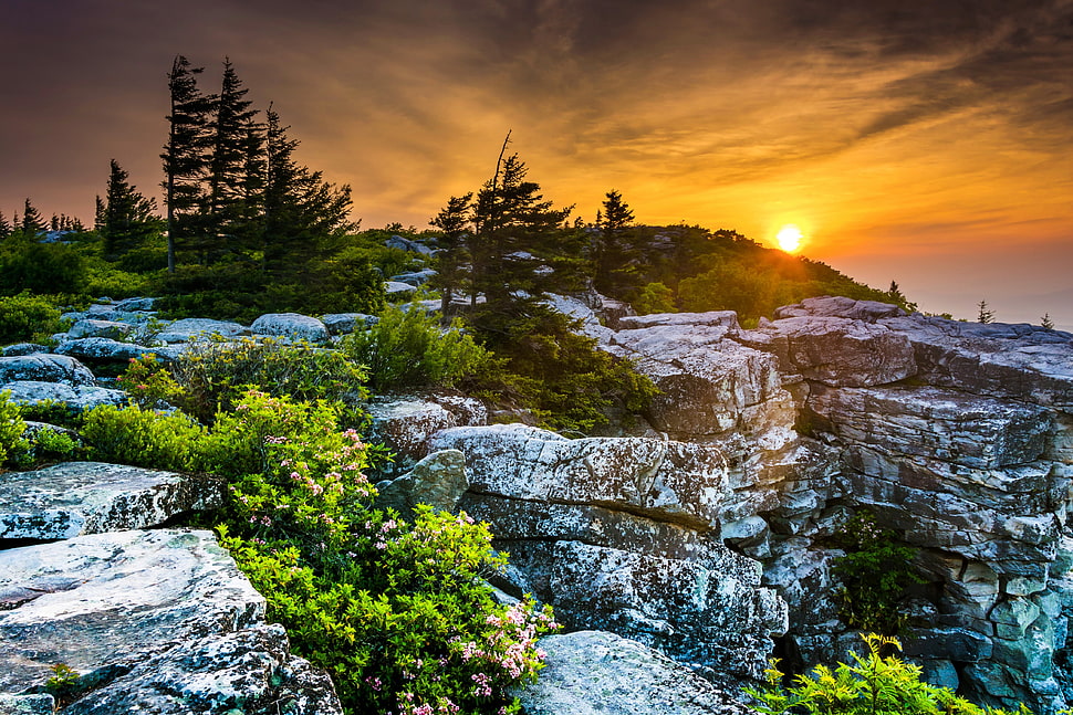 green leafed trees, Sun, forest, pine trees HD wallpaper