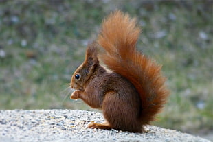 brown squirelle on top of gray soil HD wallpaper