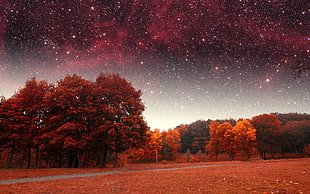 red forest under starry night