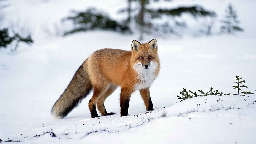 red fox, animals, winter, snow, fox HD wallpaper