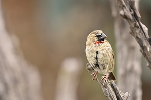 selective focus photography of beige and black bird, southern red bishop
