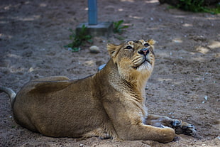Lioness lying on brown soil during daytime