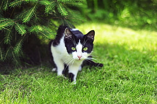 short-fur white and black cat on green grass beside pine tree