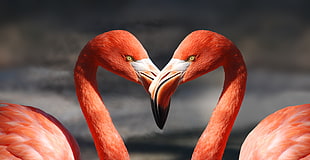 two flamingo HD wallpaper