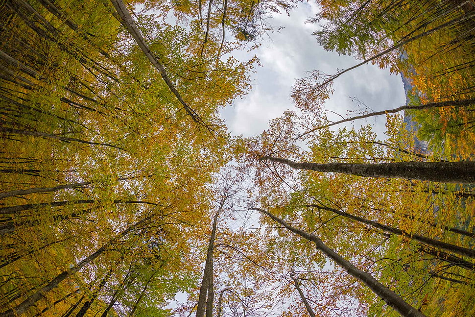 brown trees HD wallpaper