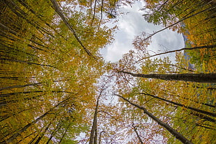 brown trees