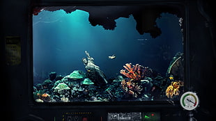 aquarium photography HD wallpaper