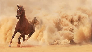 brown horse running desert HD wallpaper