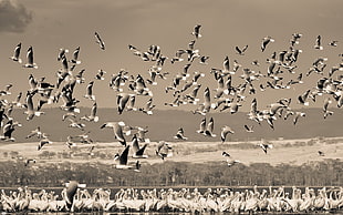 grayscale photo of flocks of birds