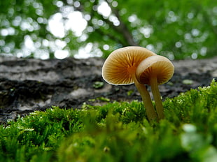 closeup photo of two brown mushrooms, fungi