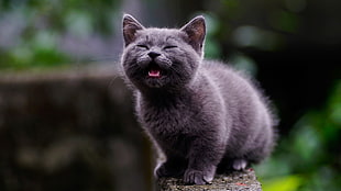 short-fur gray cat, mammals, cat, animals
