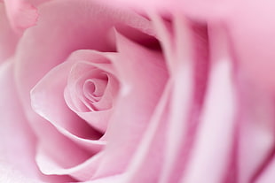 pink rose HD wallpaper