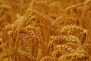 brown wheat plants HD wallpaper