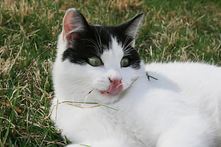 white and black fur cat laying down on green grass