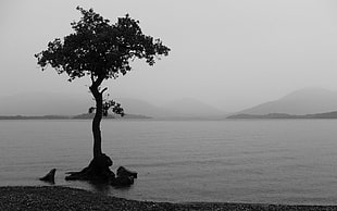 silhouette of tree on body of water