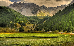 green grass field near mountain surrounded by tall trees