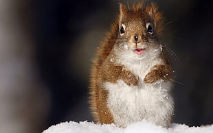 close-up photo of brown squirrel