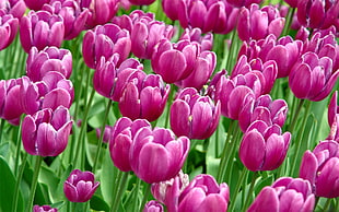 pink tulip flower field HD wallpaper